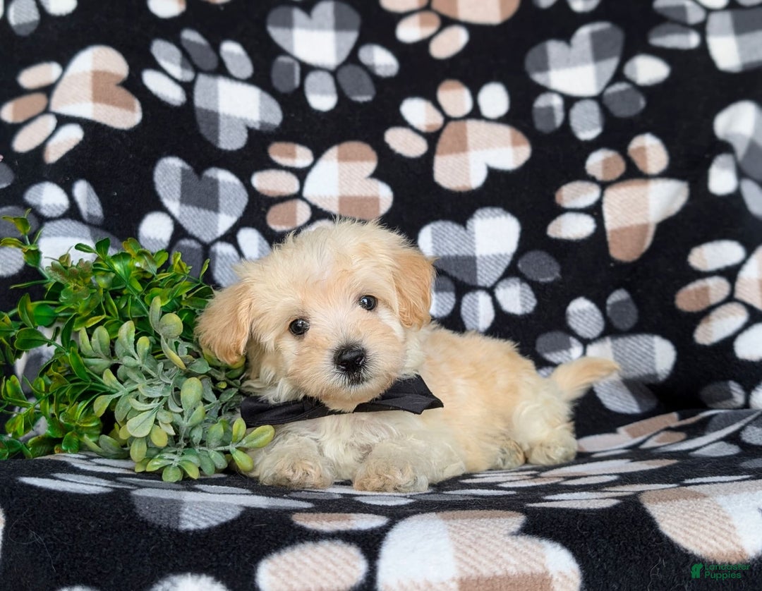 Maltipoo dogs for sale: Jules 7 Lbs Full Grown - Image 2
