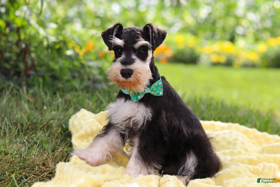 Miniature Schnauzer dogs for sale: Denver - Image 15