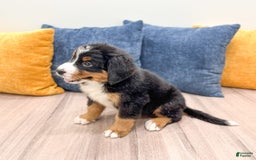 Bernese Mountain Dog dogs for sale: Dash - Image 7