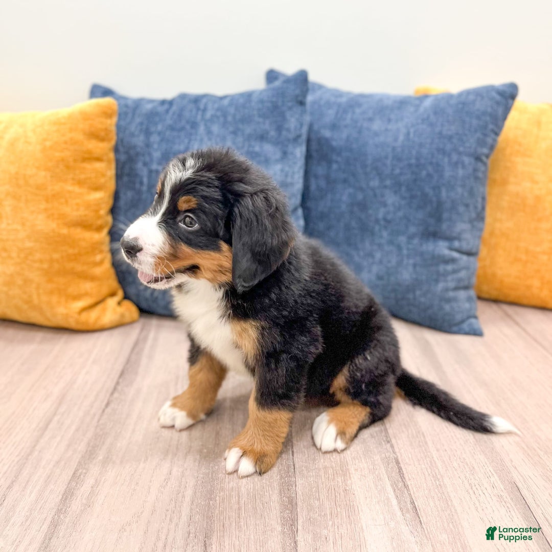 Bernese Mountain Dog dogs for sale: Dash - Image 7