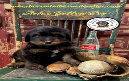 Mini Bernedoodle dogs for sale: Aelas Yellow Boy - Image 17