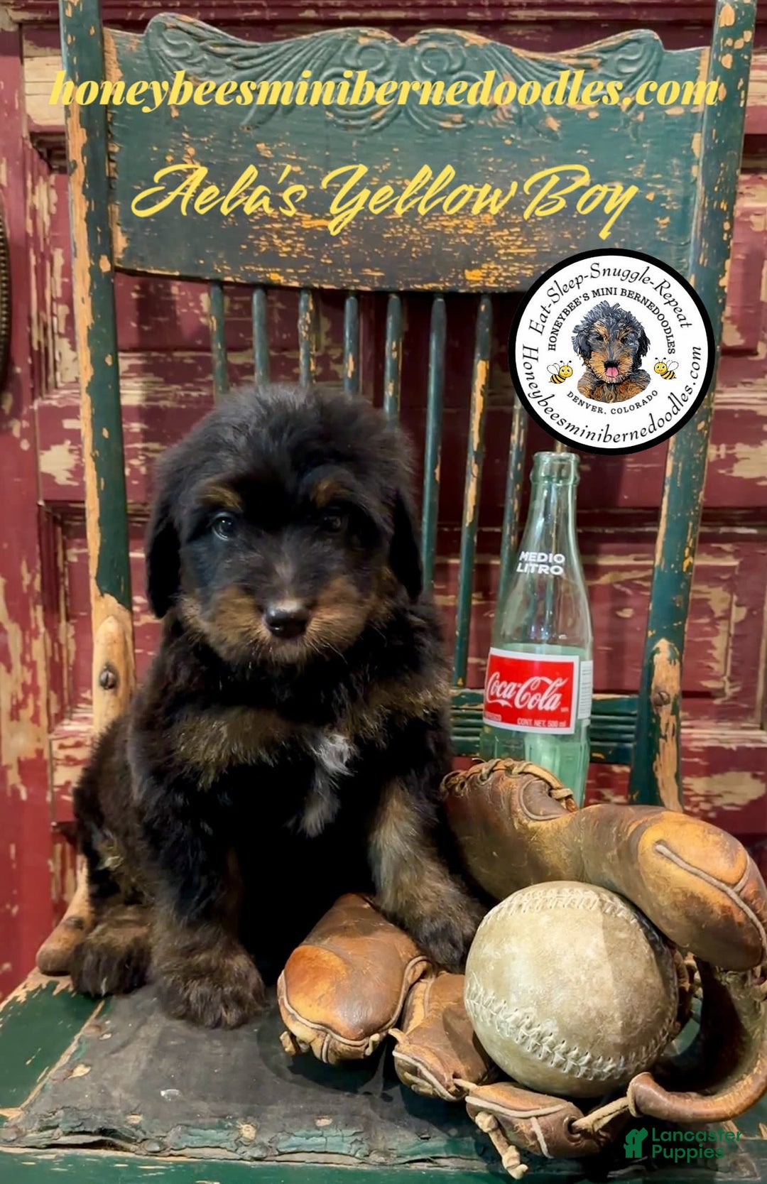 Mini Bernedoodle dogs for sale: Aelas Yellow Boy - Image 17