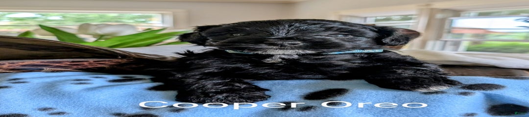 Cooper F1b