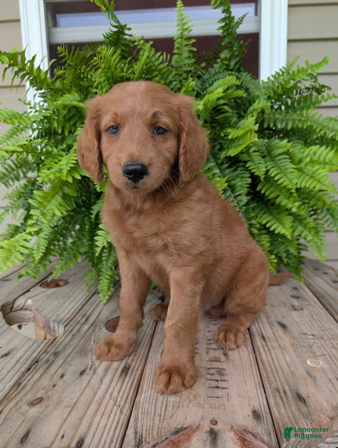 Goldendoodle dogs for sale: Flip - Image 28