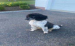 Bernedoodle dogs for sale: Ranger - Image 10