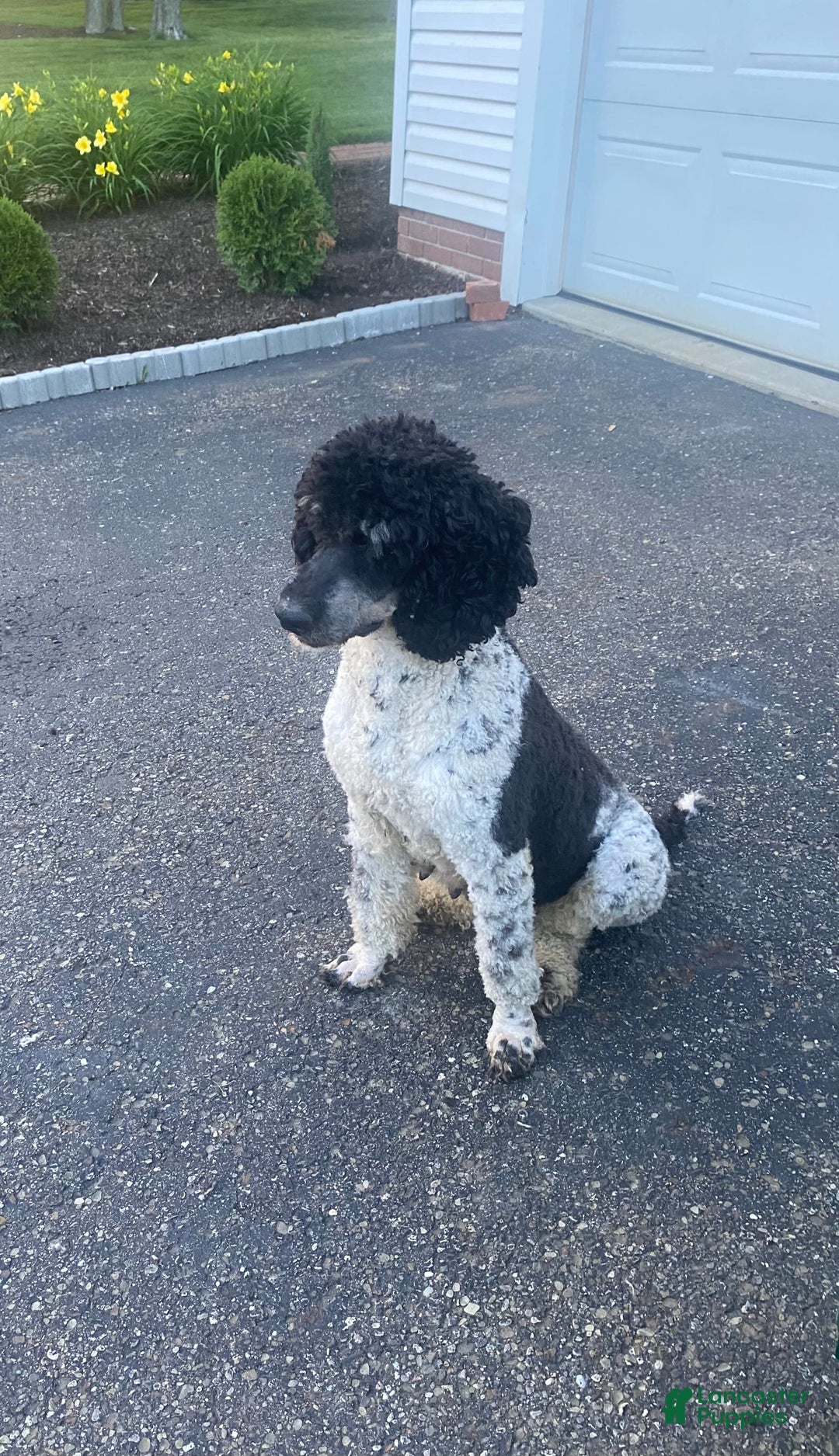 Bernedoodle dogs for sale: Ranger - Image 10