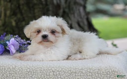 Shih Tzu dogs for sale: Cathy - Image 2