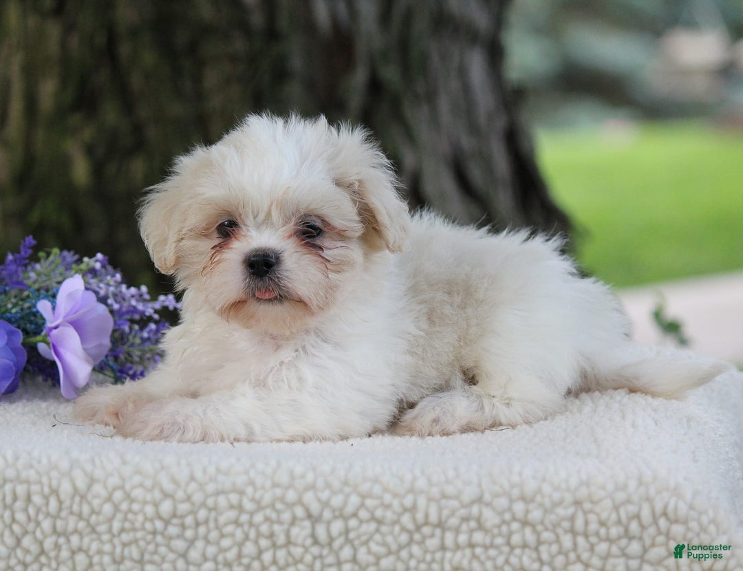 Shih Tzu dogs for sale: Cathy - Image 2