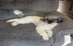 Toy Poodle dogs for sale: Gypsy - Image 2