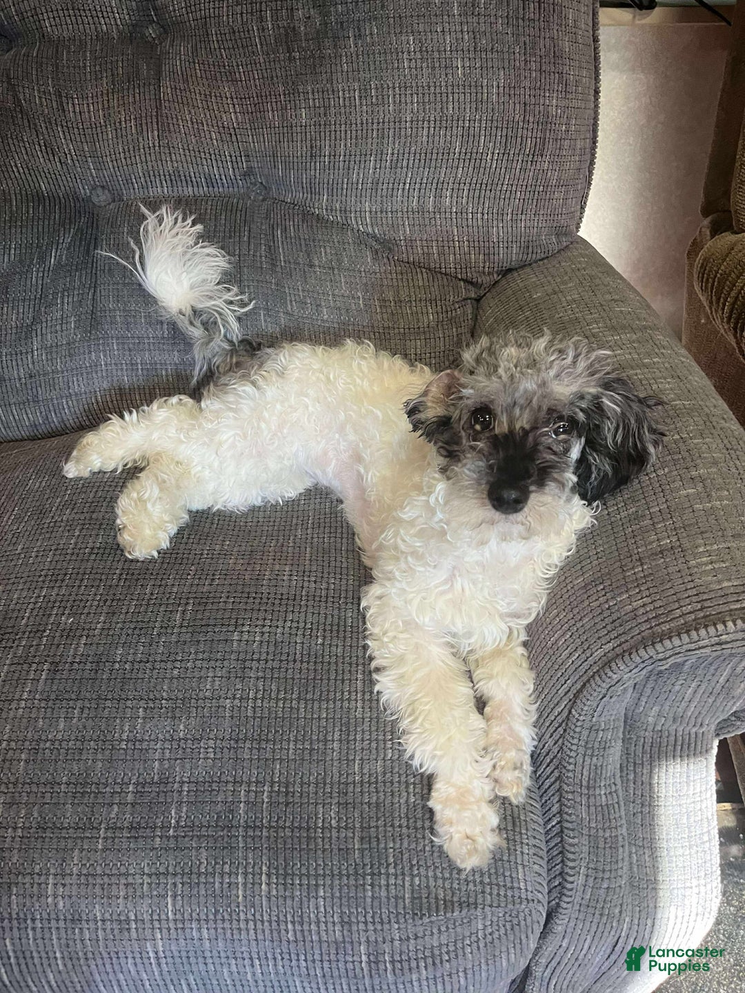 Toy Poodle dogs for sale: Gypsy - Image 2