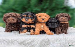 Cockapoo dogs for stud: Sir Kipling - Image 3