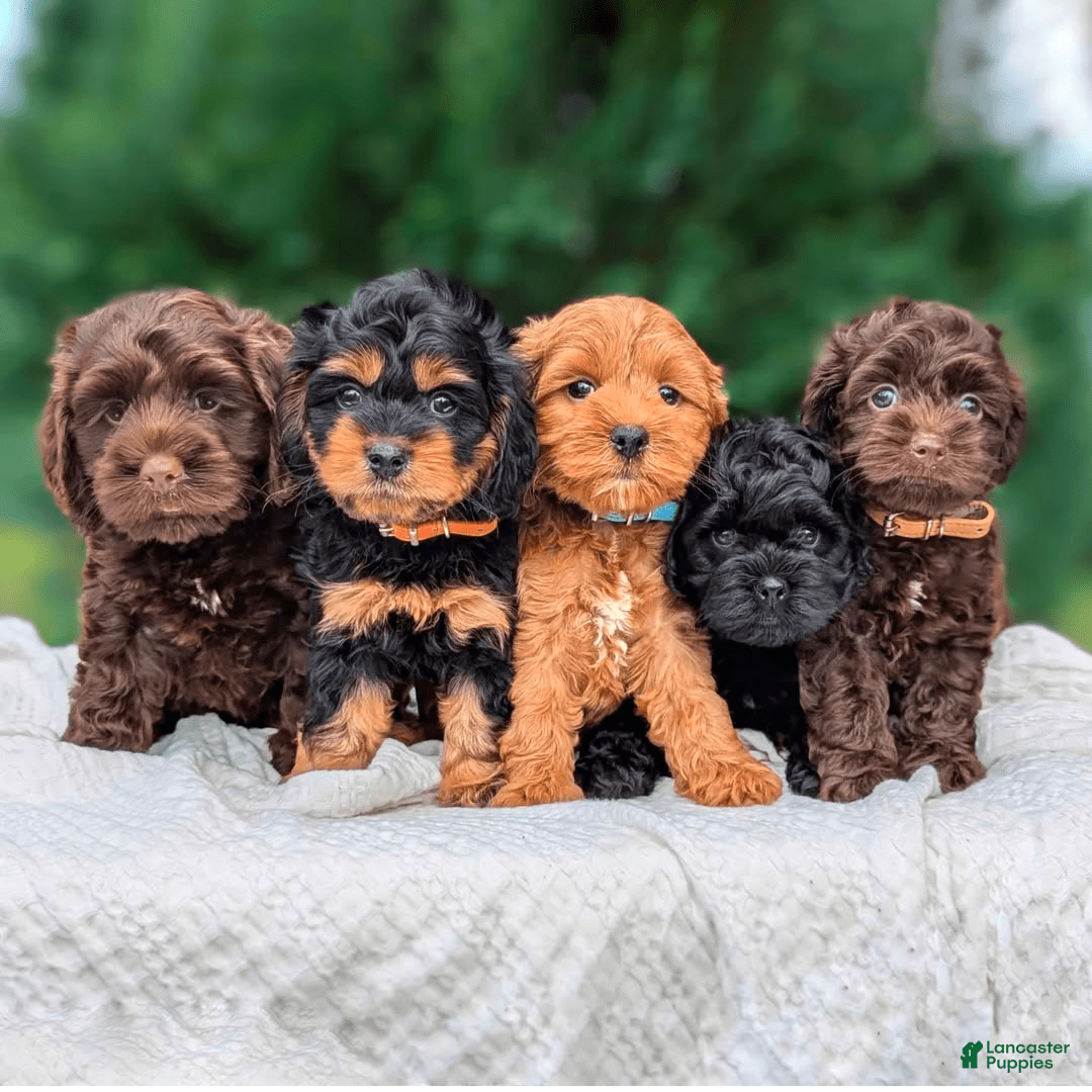 Cockapoo dogs for stud: Sir Kipling - Image 3