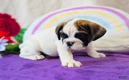 English Bulldog dogs for sale: Lincoln - Image 1