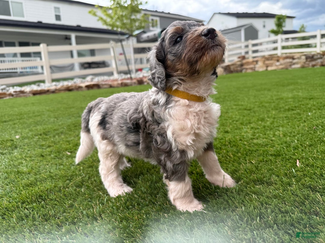 Bernedoodle dogs for sale: 4 - Image 3