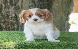 Cavalier King Charles Spaniel dogs for sale: Sarge - Image 8