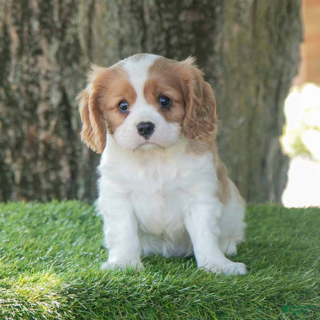 Cavalier King Charles Spaniel dogs for sale: Sarge - Image 8