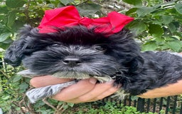 Maltipoo dogs for sale: Penny - Image 2
