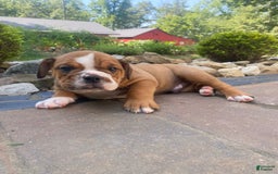 English Bulldog dogs for sale: Dale - Image 2