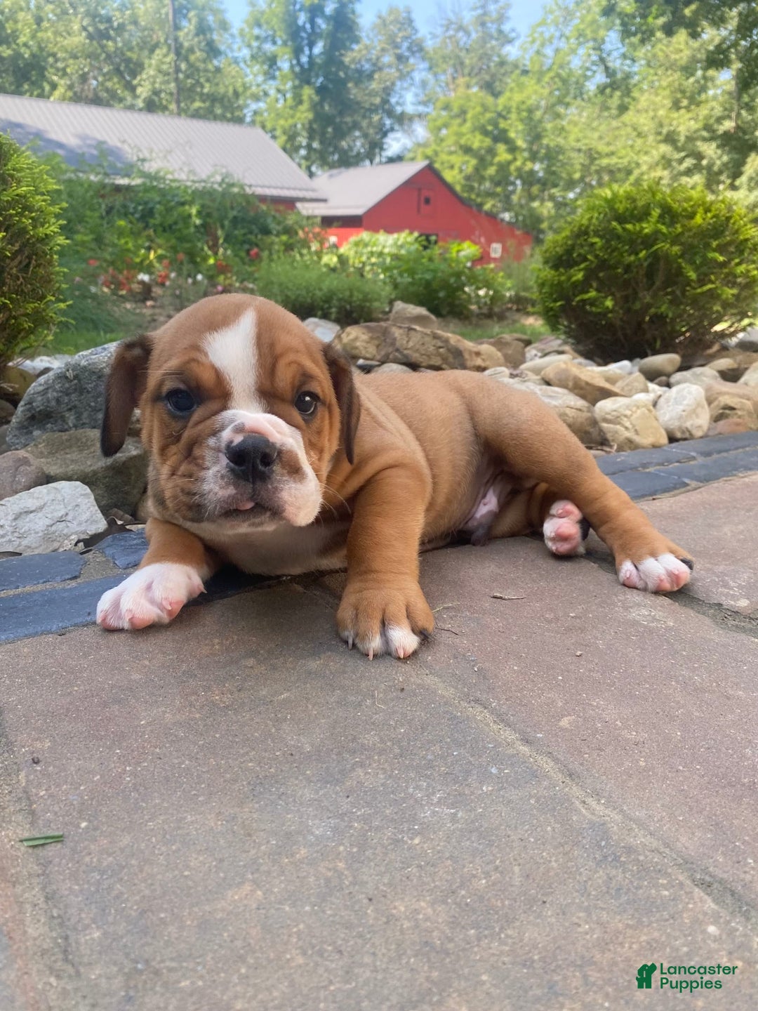 English Bulldog dogs for sale: Dale - Image 2