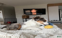 Miniature Australian Shepherd dogs for sale: Truffle - Image 3