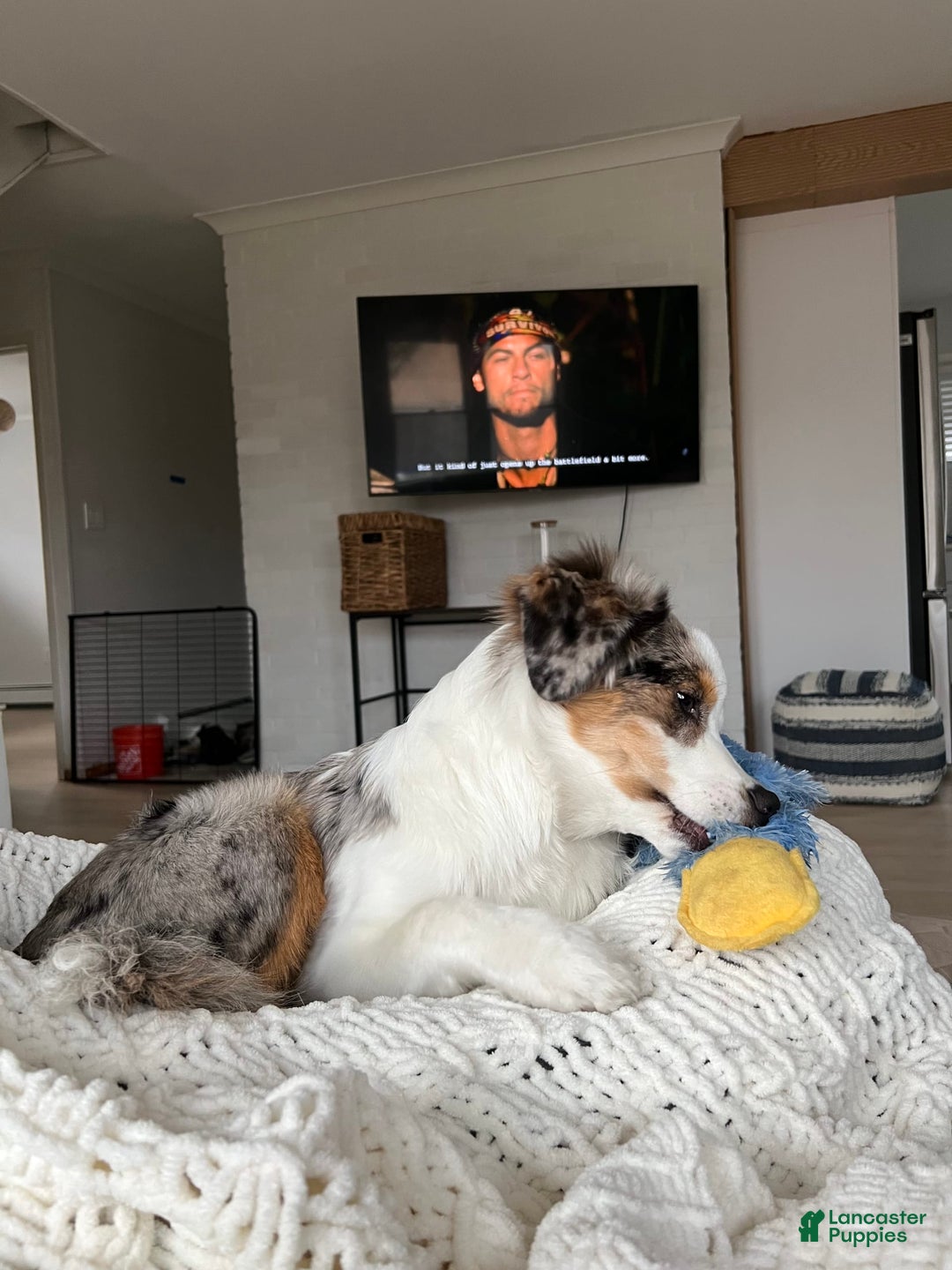 Miniature Australian Shepherd dogs for sale: Truffle - Image 3