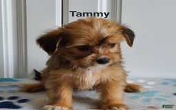 Shorkie dogs for sale: Tammy - Image 4