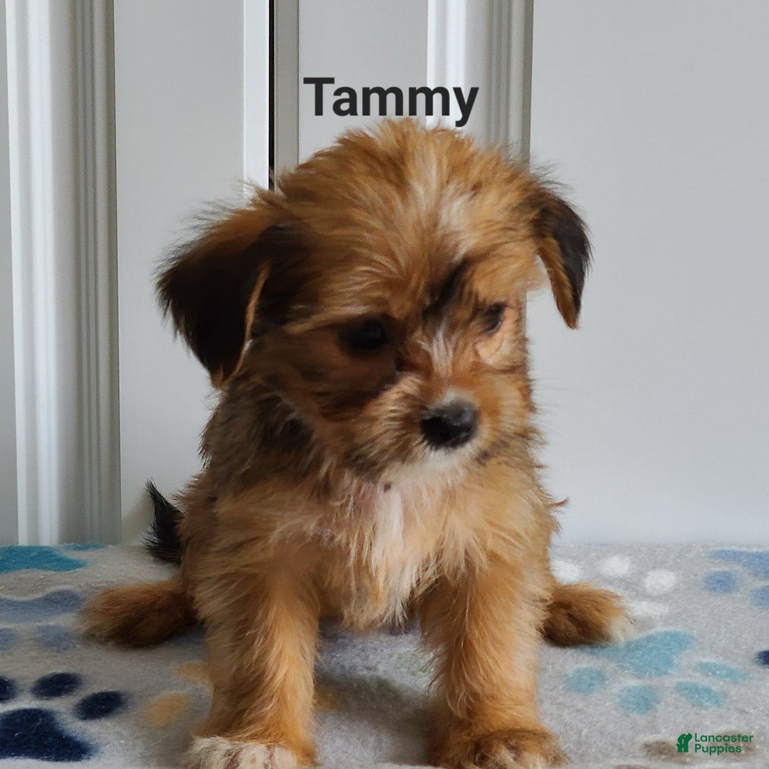 Shorkie dogs for sale: Tammy - Image 4
