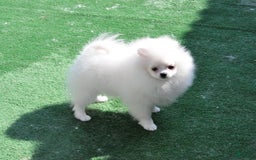 Pomeranian dogs for sale: Adam - Image 7