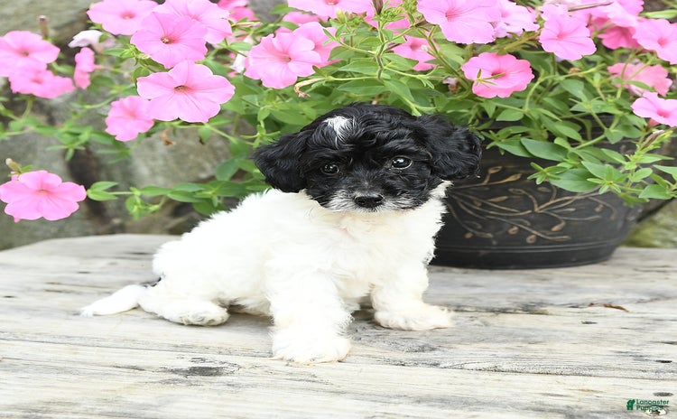 Cavapoo dogs for sale - Ad 4