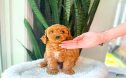 Cavapoo dogs for sale: Ian - Image 2