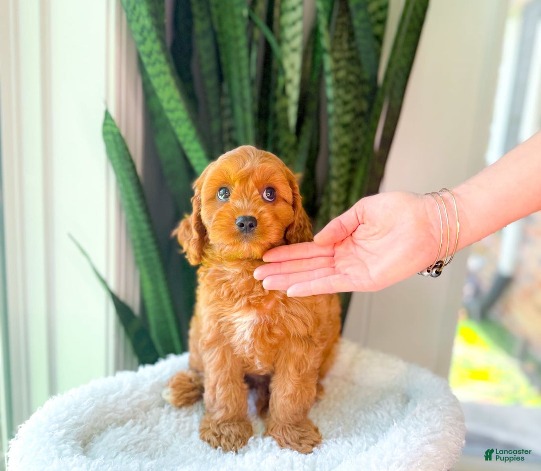Cavapoo dogs for sale: Ian - Image 2
