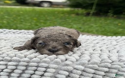 Maltipoo dogs for sale: Isabella - Listing for pets: Avery, Maribel, Isabella, Hudson, Huxley - Image 2