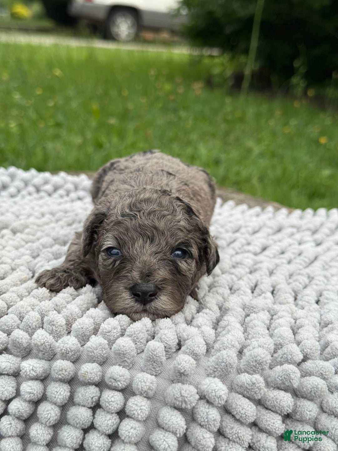 Maltipoo dogs for sale: Isabella - Listing for pets: Avery, Maribel, Isabella, Hudson, Huxley - Image 2