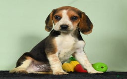 Beagle dogs for sale: Tawny - Image 1