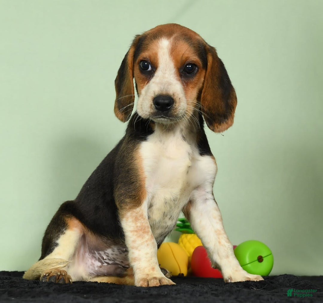 Beagle dogs for sale: Tawny - Image 1