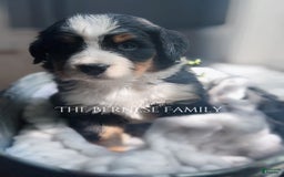 Bernese Mountain Dog dogs for sale: Female Thin Blaze - Image 15