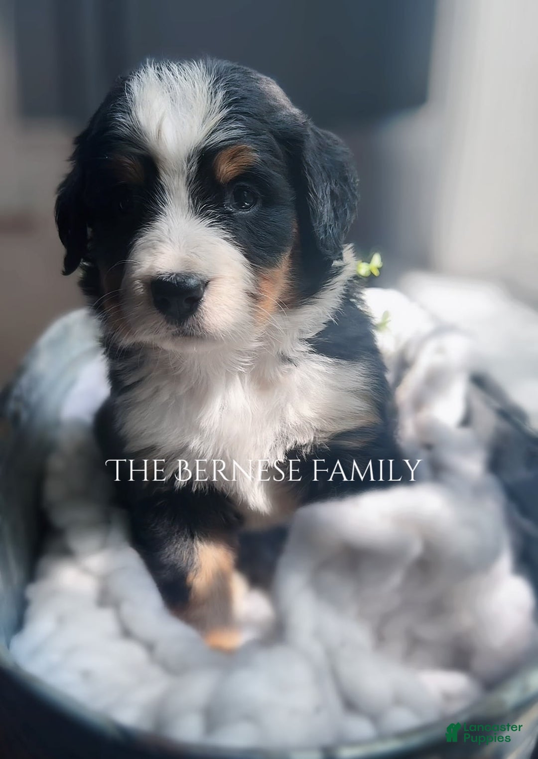Bernese Mountain Dog dogs for sale: Female Thin Blaze - Image 15