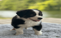 Australian Shepherd dogs for sale: Luna - Image 8