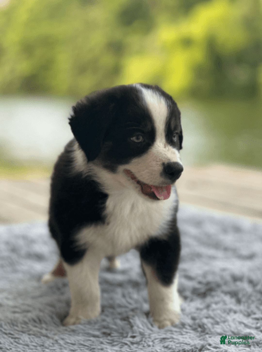 Australian Shepherd dogs for sale: Luna - Image 8