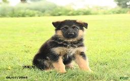 German Shepherd dogs for sale: Duchess - Image 3