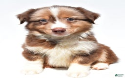 Miniature Australian Shepherd dogs for sale: Toby - Image 1