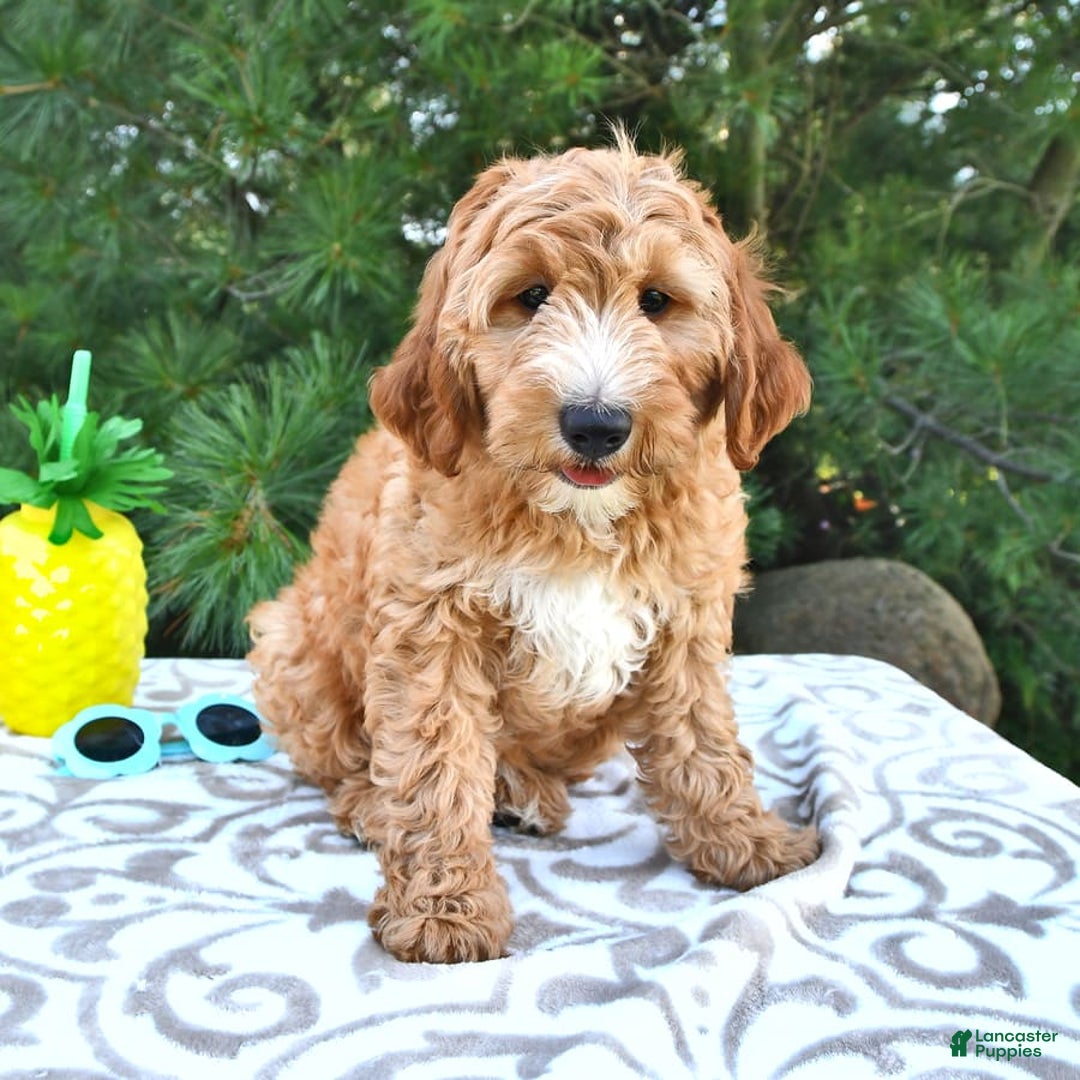 Mini Goldendoodle dogs for sale: Dancer - Image 11