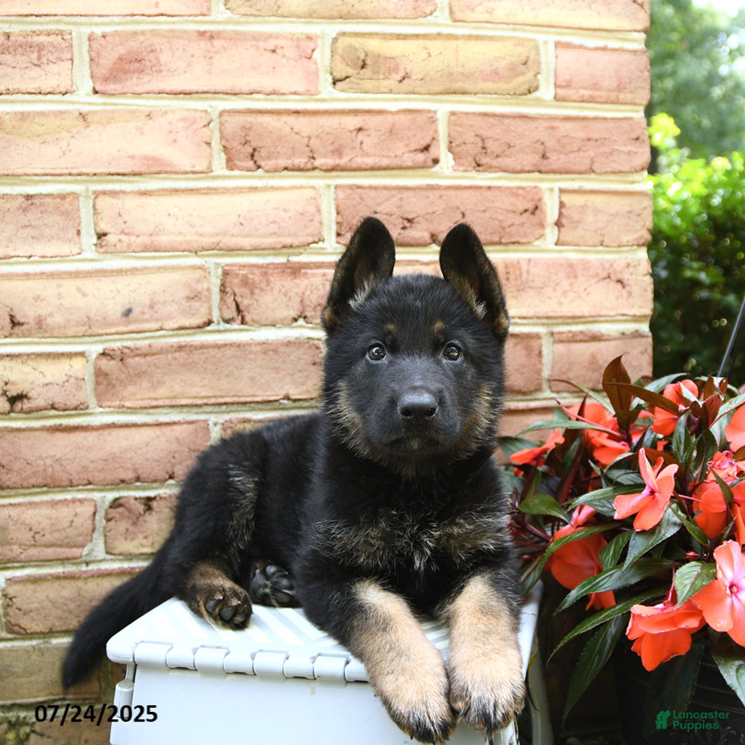 German Shepherd dogs for sale: Maverick - Image 1