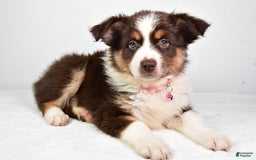 Australian Shepherd dogs for sale: Sally - Image 5