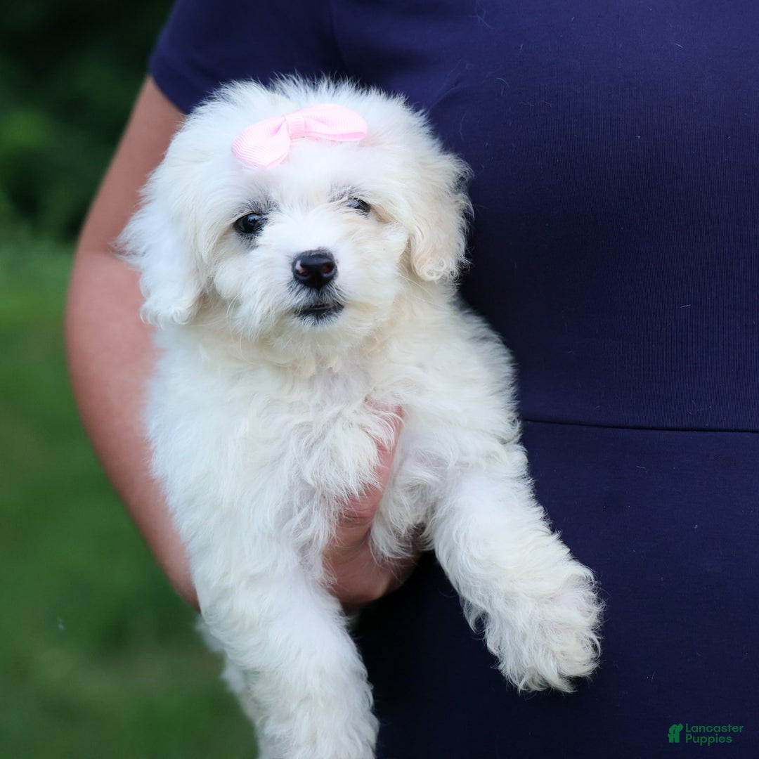 Shihpoo dogs for sale: Callie - Image 22
