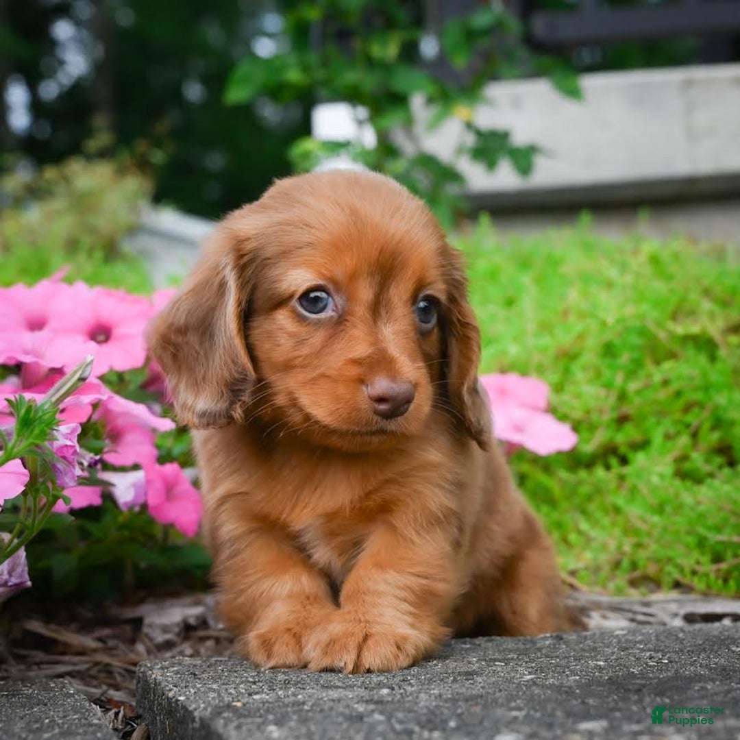 Miniature Dachshund dogs for sale: Sugar - Image 1