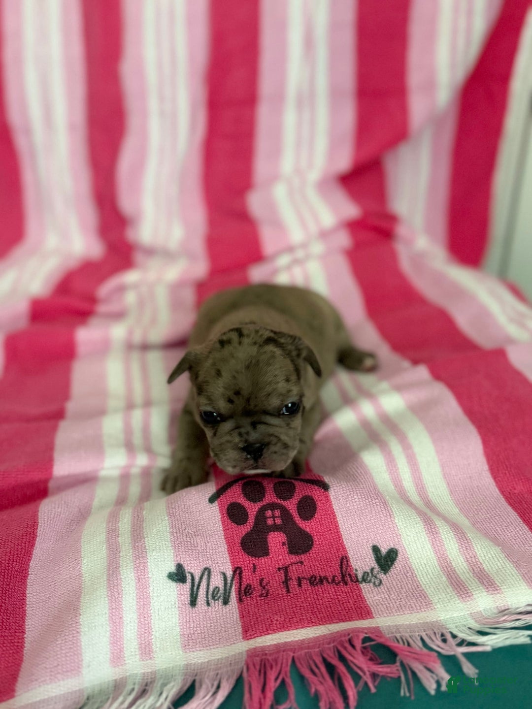 French Bulldog dogs for sale: Akc Blue Merle - Image 20