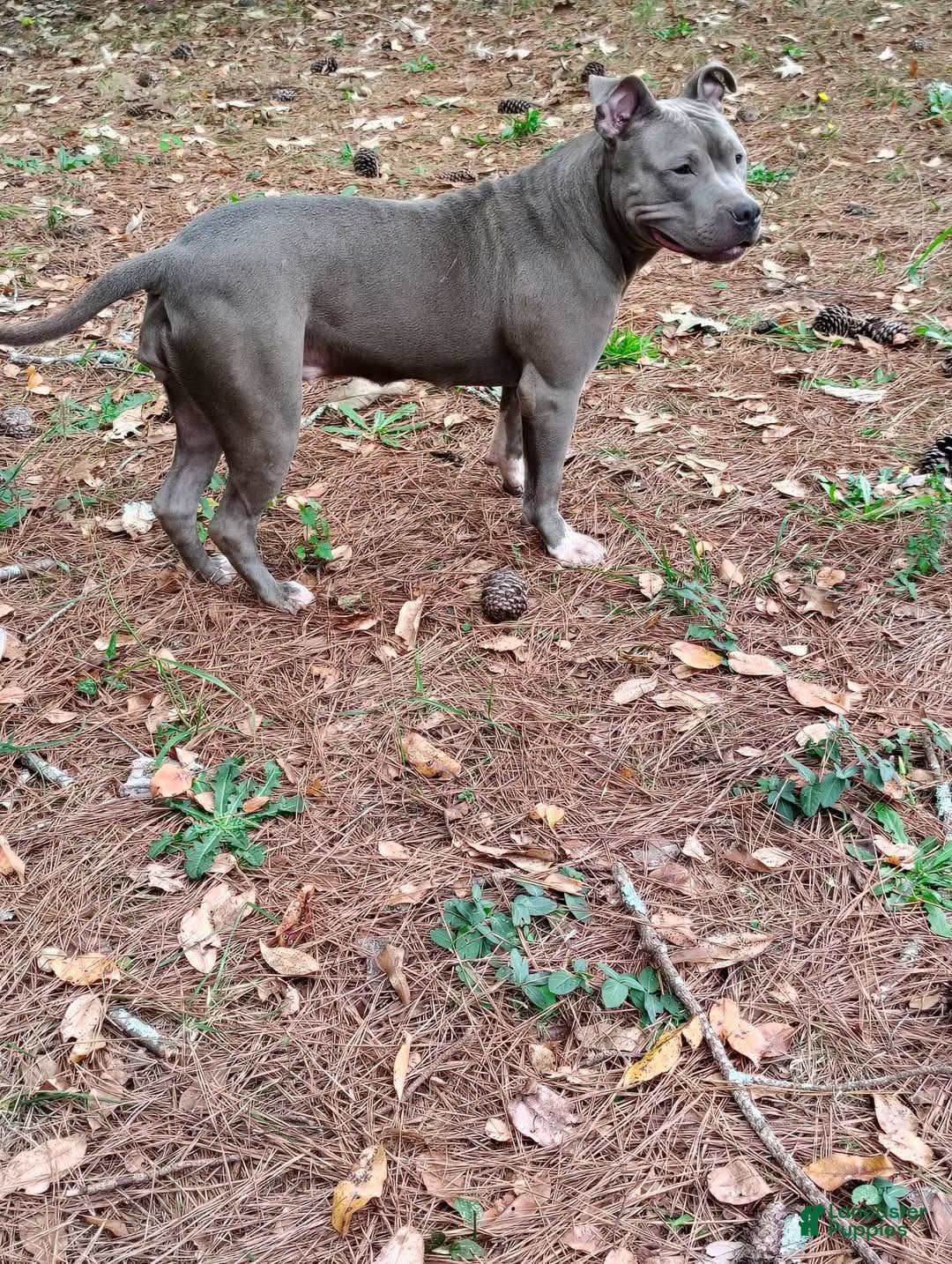American Bully dogs for sale: Sagittarius - Image 6