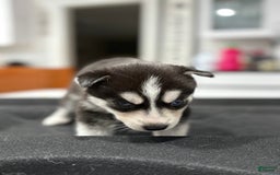 Siberian Husky dogs for sale: Orange - Image 1
