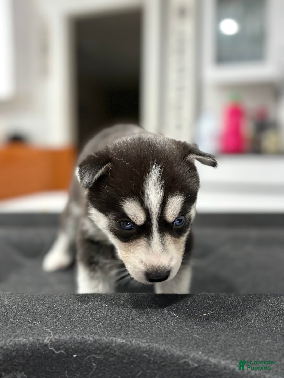 Siberian Husky dogs for sale: Orange - Image 1